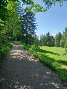 Polana obok ścieżki w lesie