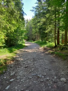 Leśna ścieżka na drodze pod reglami