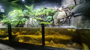 Półotwarte akwarium z aranżacją ze skałami i roślinnością