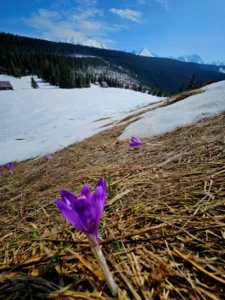 Krokus w górach