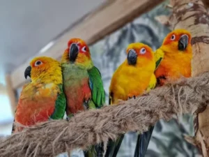 Cztery papugi o pomarańczowo‑żółto‑zielonym upierzeniu siedzące razem