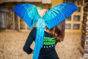 Kobieta stojąca tyłem z niebieską papugą na ramieniu