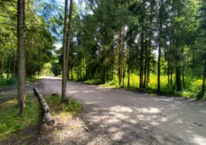 Dzikia polna droga biegnąca wzdłuż Chochołowskiego Potoku