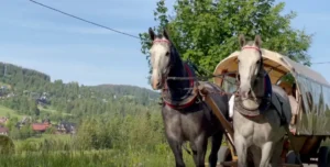 Dwa konie ciągnące wóz zaprzęgowy z ludźmi